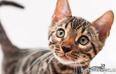 Bengal Kitten